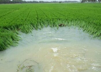 புயல் மழையால் வேலூர் மாவட்டத்தில் 132.5 ஹெக்டர் பயிர் சேதம்