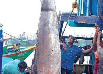 300 கிலோ எடையுள்ள ராட்சத மீன்