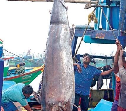 300 கிலோ எடையுள்ள ராட்சத மீன்