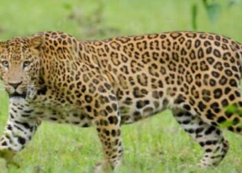 2 பேரை கொன்ற சிறுத்தை சிக்கியது