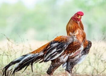 சேவல் காண்காட்சியில் ரூ. 5 லட்சம் வரை சேவல் விலை நிர்ணயம்