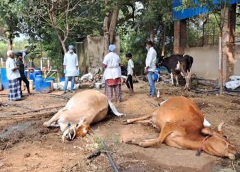 பண்ணை நிலத்தில் 6 கறவை மாடுகள்அடுத்தடுத்து உயிரிழப்பு