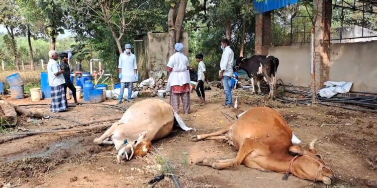 பண்ணை நிலத்தில் 6 கறவை மாடுகள்அடுத்தடுத்து உயிரிழப்பு