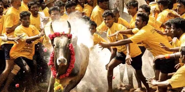 உலகப் புகழ் பெற்ற ஜல்லிக்கட்டுக்கு ரெடியா மக்களே