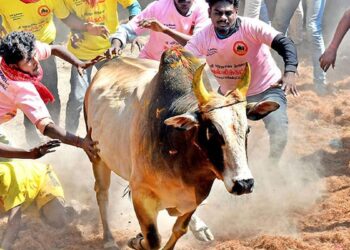 ஜல்லிக்கட்டு போட்டிகள் நடத்த தேதி அறிவிப்பு