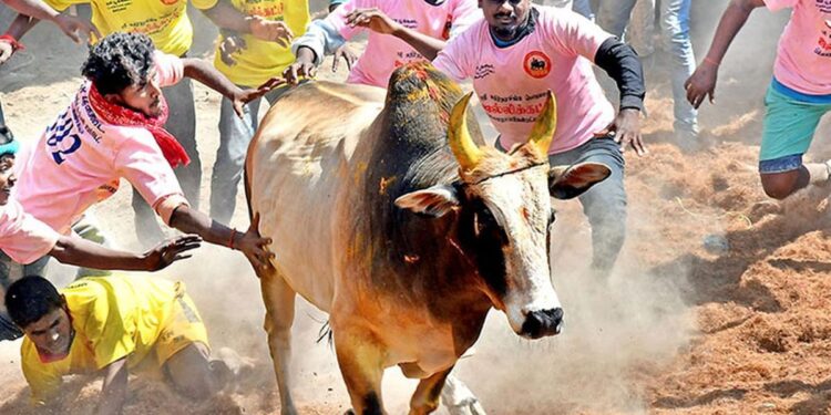 ஜல்லிக்கட்டு போட்டிகள் நடத்த தேதி அறிவிப்பு