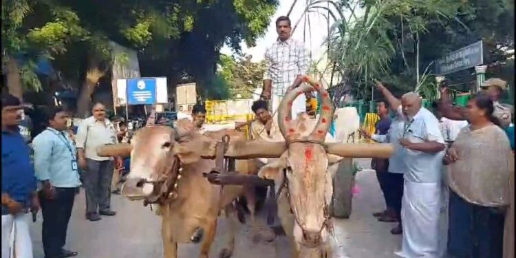 மாட்டுவண்டி ஓட்டிய கலெக்டர்