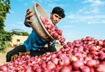 உழவர் சந்தையில் சின்ன வெங்காயத்தின் விலை திடீர் வீழ்ச்சி