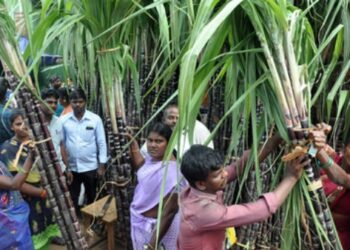 பொங்கல் பண்டிகையொட்டி கரும்பு விற்பனை சூடுபிடித்தது