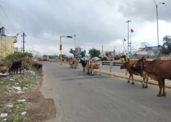 அரசு அதிகாரிகள் நடவடிக்கை எடுப்பார்களா?