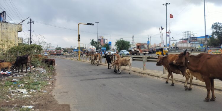 அரசு அதிகாரிகள் நடவடிக்கை எடுப்பார்களா?