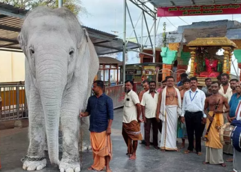 திருச்செந்தூர் கோயில் யானையை புத்தாக்க முகாமிற்கு அனுப்புவது குறித்து ஆலோசனை!