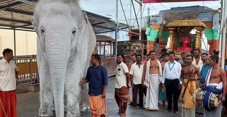 திருச்செந்தூர் கோயில் யானையை புத்தாக்க முகாமிற்கு அனுப்புவது குறித்து ஆலோசனை!