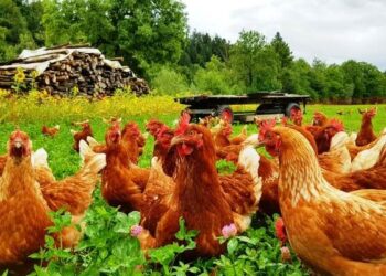 கள்ளக்குறிச்சி மாவட்டத்தில் கோழிக்கழிச்சல் தடுப்பூசி முகாம்கள்