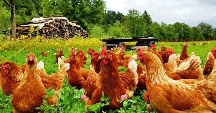 கள்ளக்குறிச்சி மாவட்டத்தில் கோழிக்கழிச்சல் தடுப்பூசி முகாம்கள்