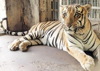 வண்டலூர் பூங்காவில் ஆண் புலிக்கு அறுவை சிகிச்சை செய்து கட்டி அகற்றம்