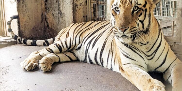 வண்டலூர் பூங்காவில் ஆண் புலிக்கு அறுவை சிகிச்சை செய்து கட்டி அகற்றம்