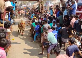 களைகட்டிய மாடு விடும் திருவிழா: சீறிப்பாய்ந்த 200-க்கும் மேற்பட்ட காளைகள் 