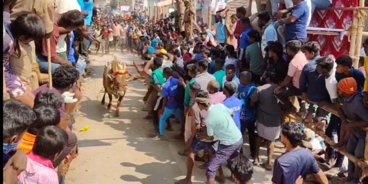 களைகட்டிய மாடு விடும் திருவிழா: சீறிப்பாய்ந்த 200-க்கும் மேற்பட்ட காளைகள் 