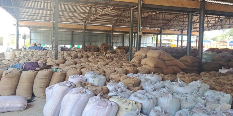 விருத்தாசலம் ஒழுங்குமுறை விற்பனை கூடத்தில் சம்பா நெல் வரத்து அதிகரிப்பு