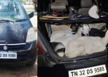 திண்டிவனம் அருகே நள்ளிரவில் ஆடுகளைத் திருடிய கும்பலைச் சுற்றி வளைத்த கிராம மக்கள்