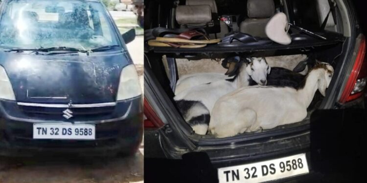 திண்டிவனம் அருகே நள்ளிரவில் ஆடுகளைத் திருடிய கும்பலைச் சுற்றி வளைத்த கிராம மக்கள்