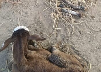 உயிருடன் பிறந்த கன்றின் கால்களை வெட்டிய கால்நடை உதவியாளர்: அதிர்ச்சி சம்பவம்