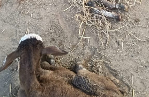 உயிருடன் பிறந்த கன்றின் கால்களை வெட்டிய கால்நடை உதவியாளர்: அதிர்ச்சி சம்பவம்