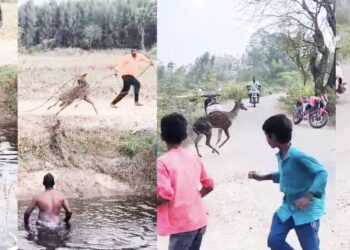 திண்டிவனம் அருகே வாய்க்காலில் தவறி விழுந்த புள்ளி மான் உயிருடன் மீட்பு