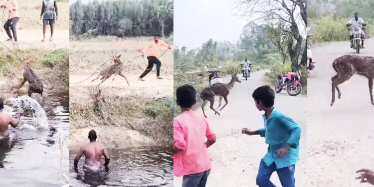 திண்டிவனம் அருகே வாய்க்காலில் தவறி விழுந்த புள்ளி மான் உயிருடன் மீட்பு
