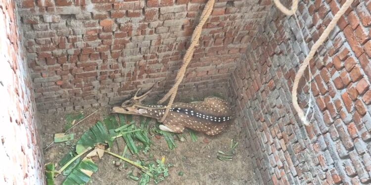 தண்ணீர் தேடி கழிவுநீர் தொட்டியில் விழுந்த புள்ளிமான் மீட்பு