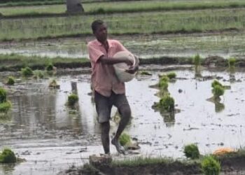 வேலையாட்கள் பற்றாக்குறையால் செங்கத்தில் பருவம் தவறி நெல் பயிரிடும் விவசாயிகள்