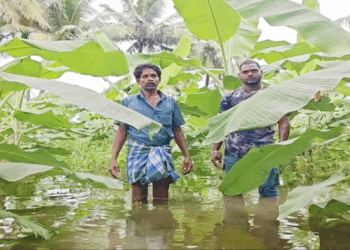 குடியாத்தம் பகுதியில் 50 ஏக்கரில் வாழை, நெல், வேர்க்கடலை பயிர்கள் மழை நீரில் மூழ்கி நாசம்