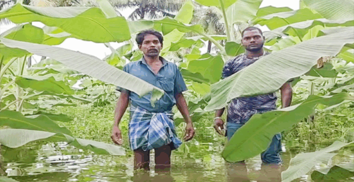 குடியாத்தம் பகுதியில் 50 ஏக்கரில் வாழை, நெல், வேர்க்கடலை பயிர்கள் மழை நீரில் மூழ்கி நாசம்
