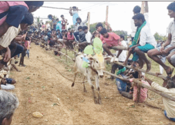 ஆரணி அருகே கன்று விடும் திருவிழா