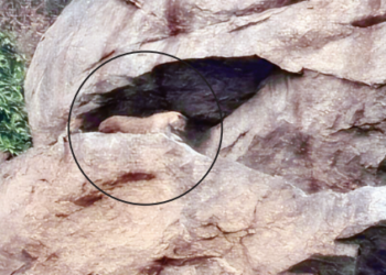 பேரணாம்பட்டு வனப் பகுதியில் சிறுத்தை நடமாட்டம்