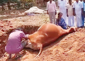 போலி கால்நடை மருத்துவரால் உயிரிழந்த சினைமாடு: