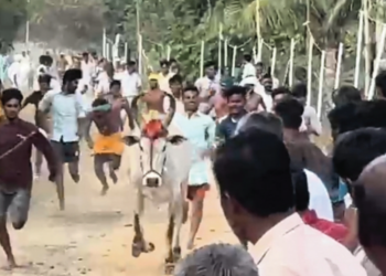 கோயில் திருவிழாவில் பாரம்பரிய சாமி மாடுகள் ஓட்டப்பந்தயம்